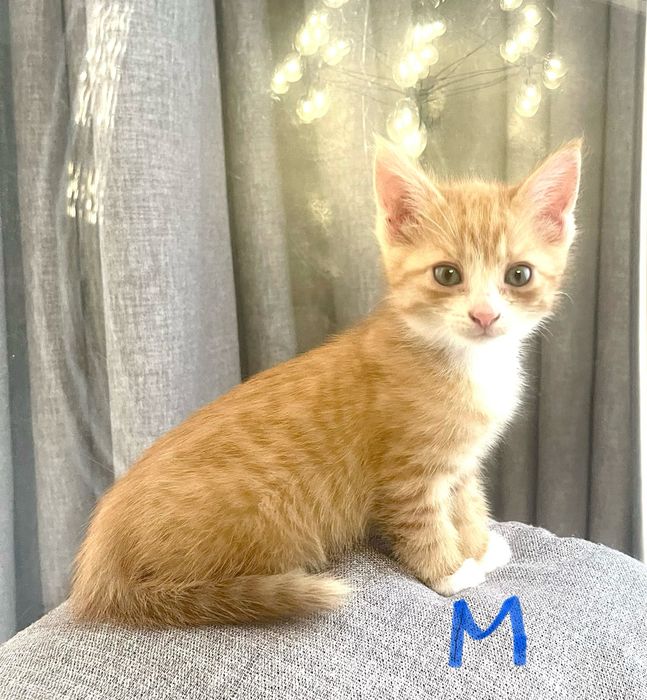 Котята в любящую семью