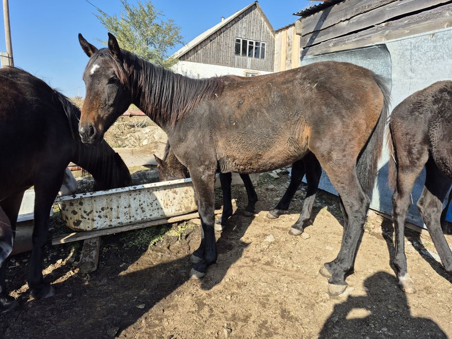 2жасар ағылшын байтал сатылады