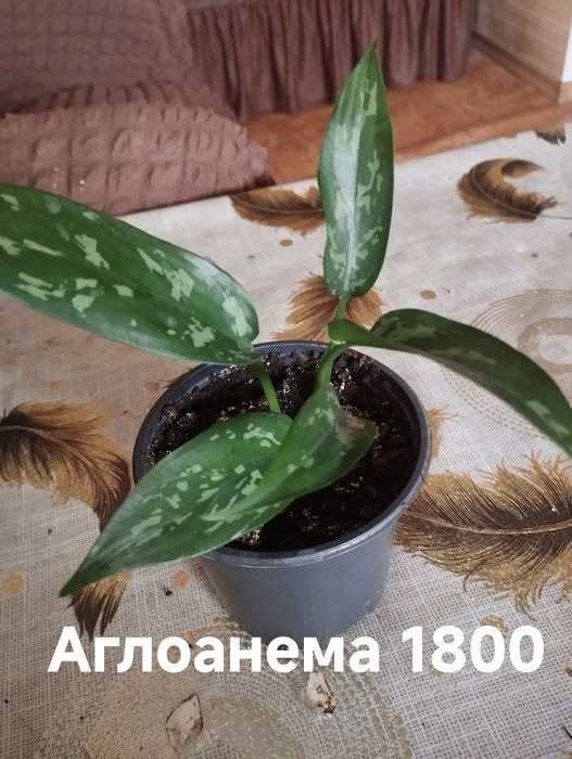 Продам комнатные растения