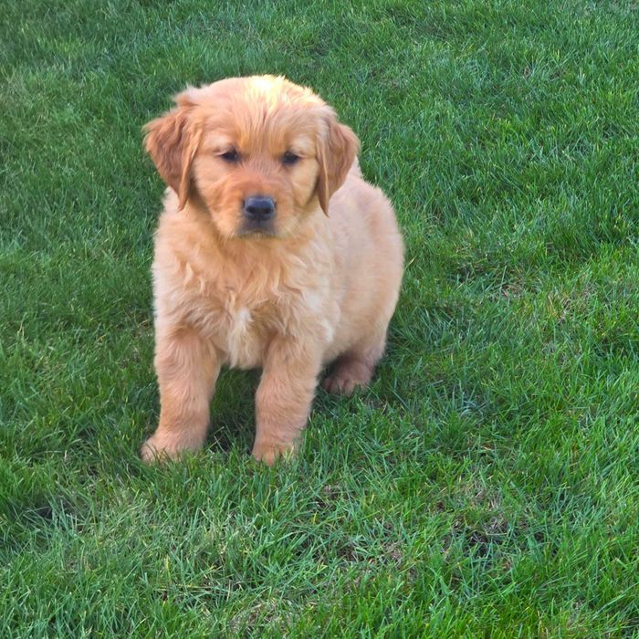 Pui Golden Retriever