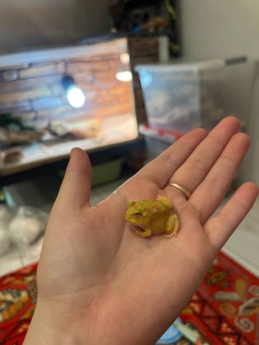 Лягушки рогатки малышня