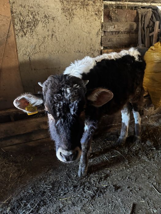 Продам бычков 6 мес