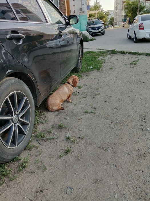 Чья потеряшка? Хозяин, забери!