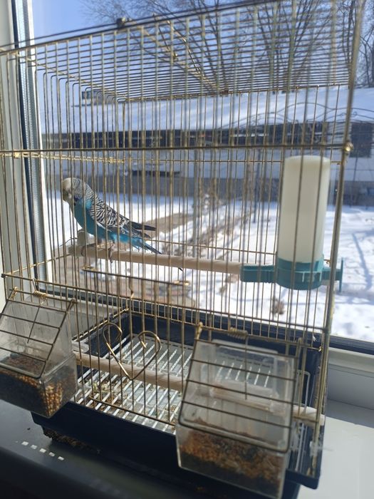 Продам попугая с клеткой