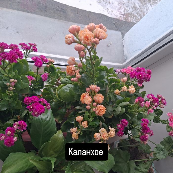 Каланхое отросток