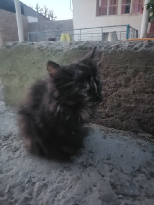 Отдаю бесплатно котенка