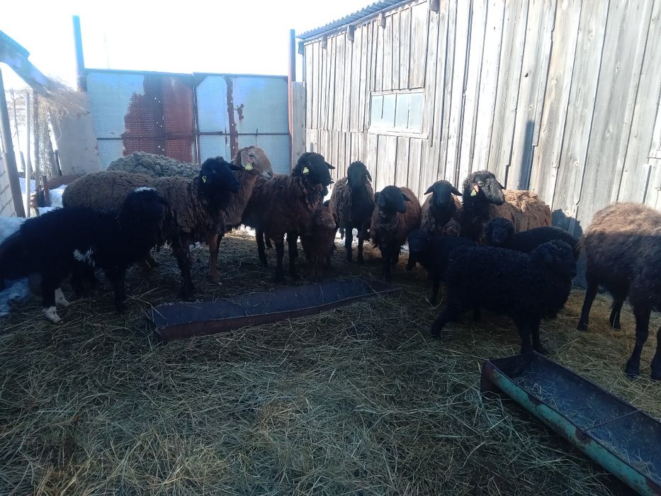 Продам овец оптом
