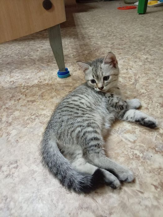 Отдам котят в хорошие руки