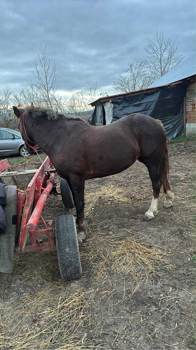 iapa de vanzare  iapa e foarte buna si cuminte merge bine si la 1 si 2