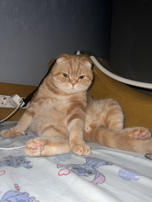 отдам кошек в добрые руки