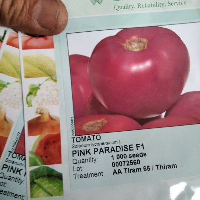 Koʻchatlar pamidor bodiring koʻchat