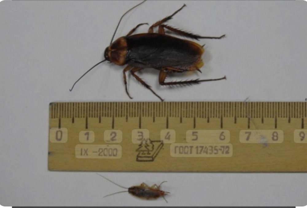 Клапа таракан пашша дори klapa tarakan passha dori