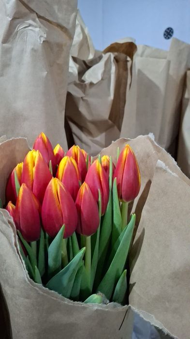 Тюльпаны оптом к 8 марта