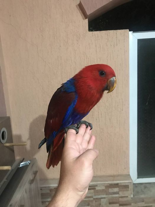 Продам попугая малыша эклектуса