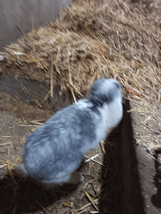 Baran quyon sotiladi narxini kelishamiz