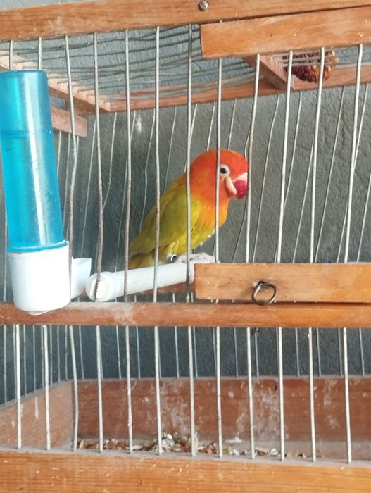 Toti ohirgi zotlaridan