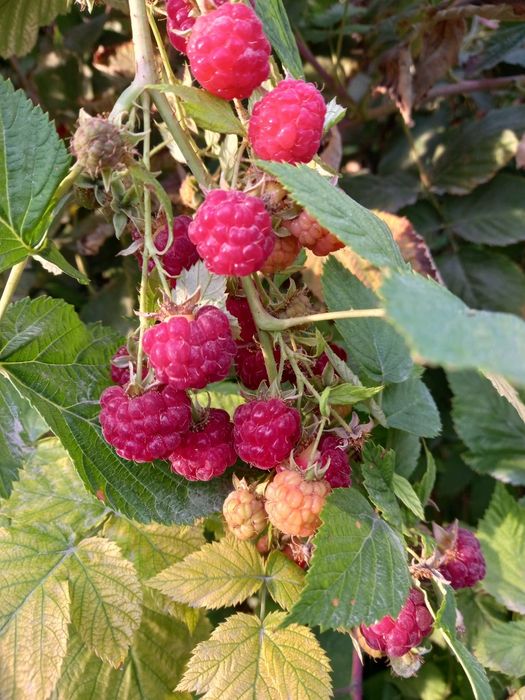 Malina ko'chatlar serxosil nav