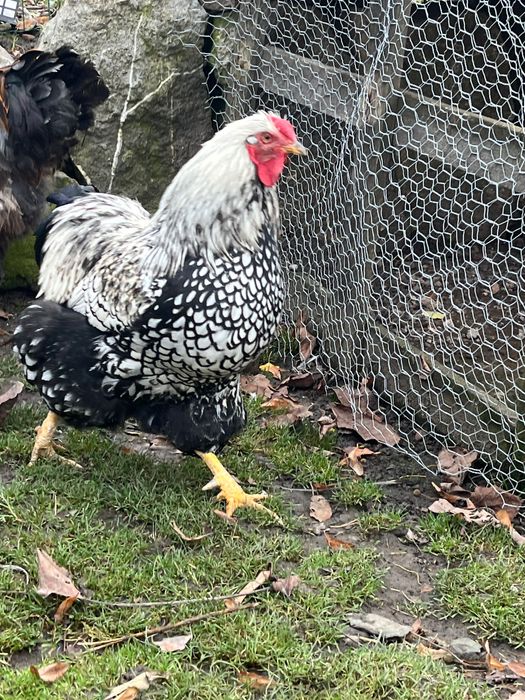 Cocoș Wyandotte tânăr