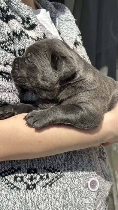 Щенки кане корсо