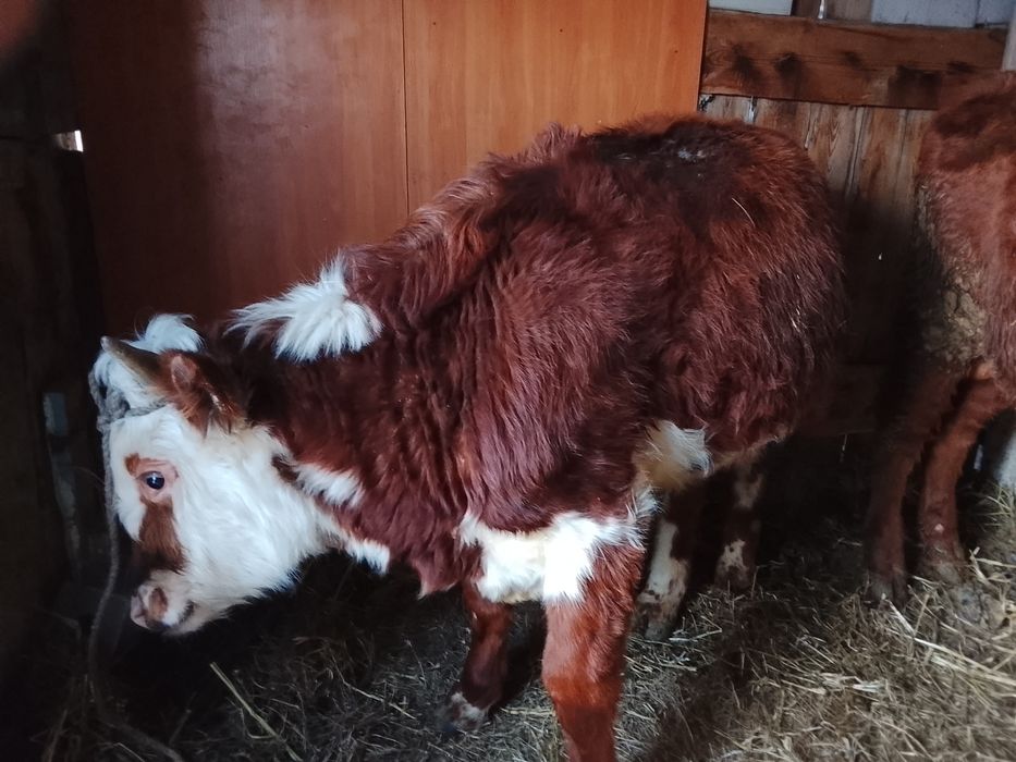 Бука 2 бас сатылады