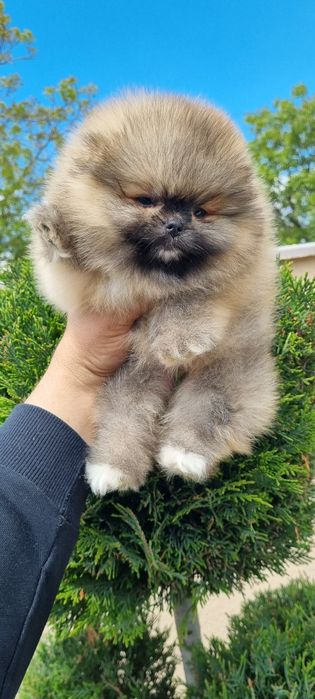 Померанче  мини померан