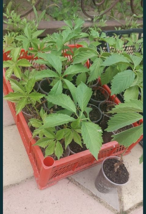 Девичий виноград