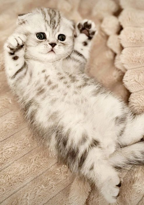 Котики ВиСлоуХие ШотЛандСкие..