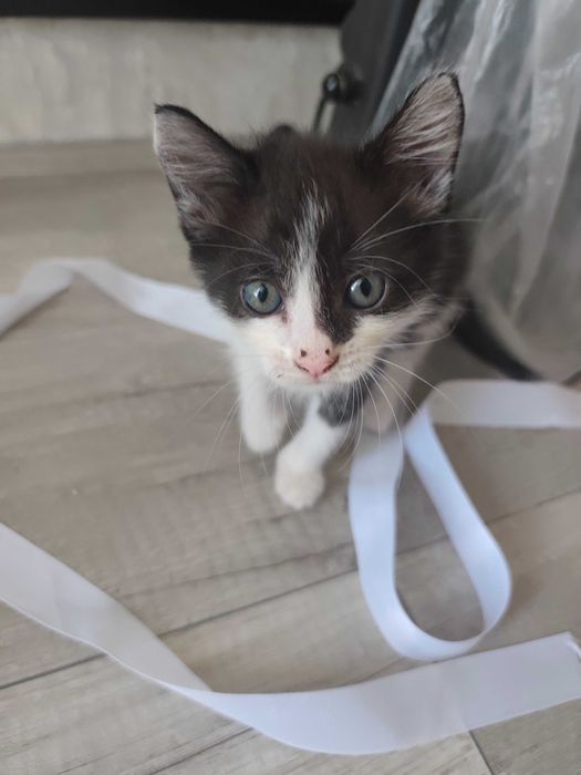 Шустрые котята ищут дом