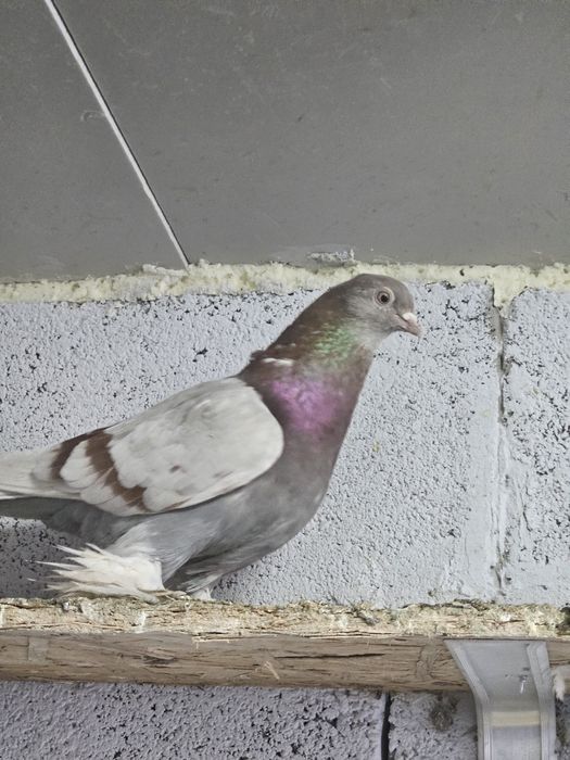 Продам голубей летные