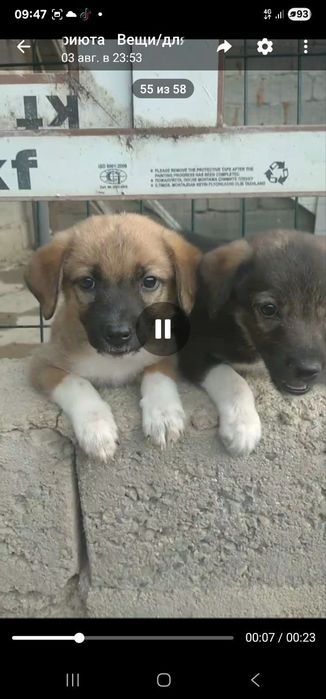 Щенки даром в добрые руки