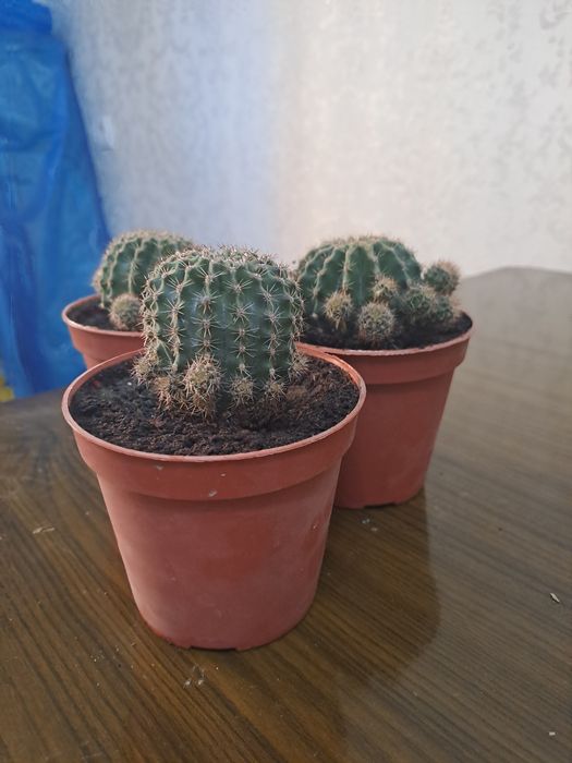 Кактус. Адрес сергили