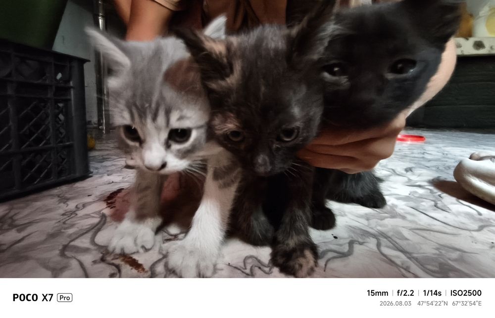 Котята в хорошие руки