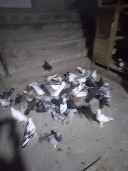 Mana xel kaftarlar sotiladi