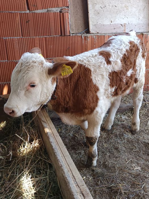 Vând vițel bălțat românesc