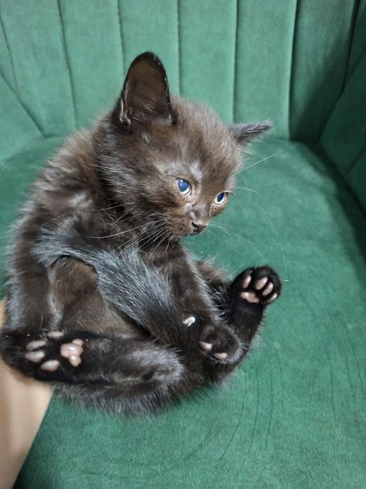 Отдам бесплатно котиков