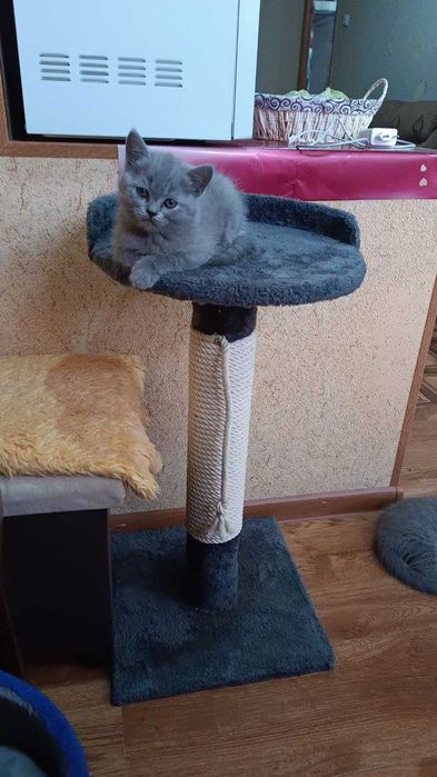 Вислоухие котята