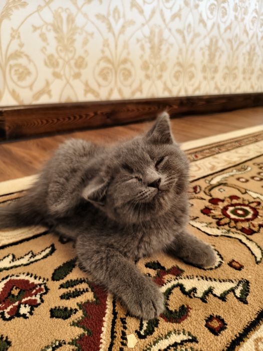 Котята Британские шиншиллы