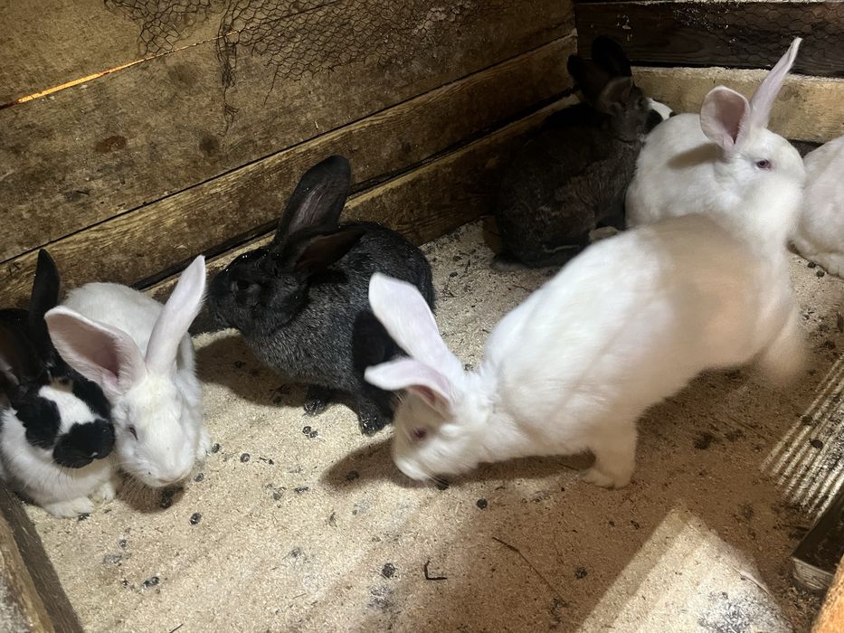 Продавам зайци кръстоска