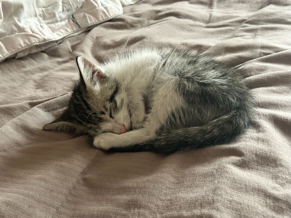 Котенок СРОЧНО!!!