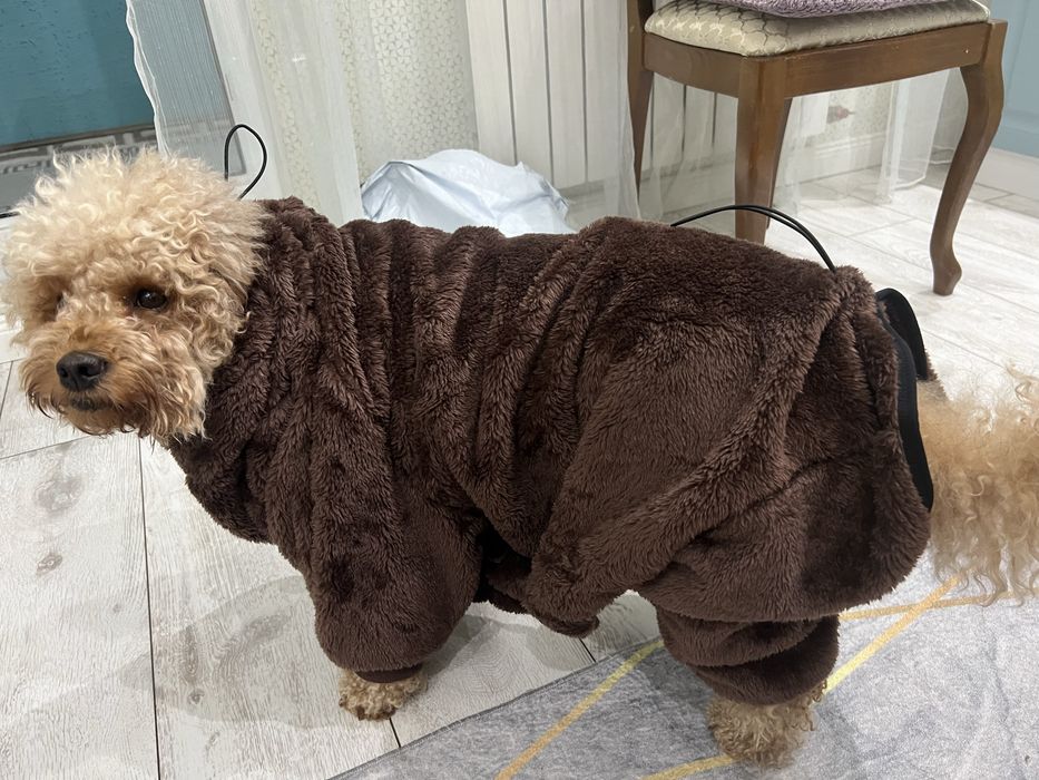 Продам новый комбинезон Собаке