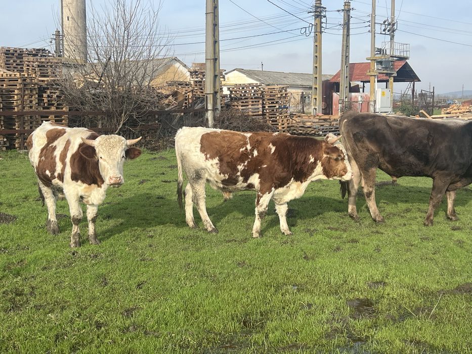 Vand tauri greutati 500-700 kg