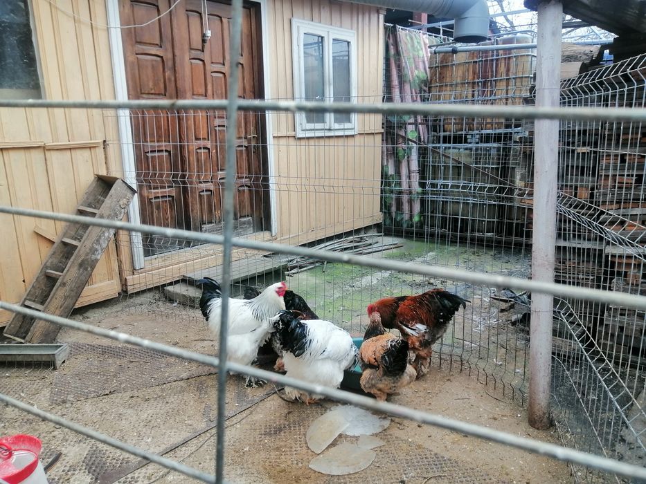 Păsări Brahma de  vînzare. Sunt  de  anul  trect