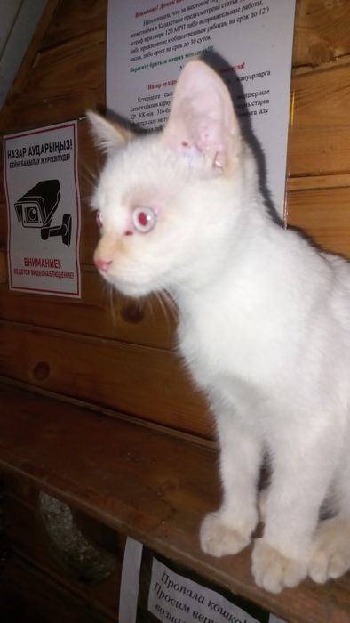 котёнок 3-4  месяца срочно отдаю