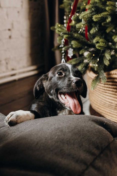 В добрые руки пристраиваю щенка
