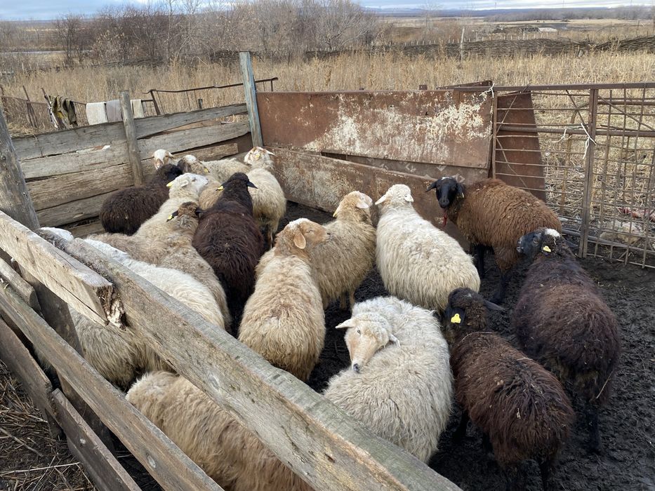 қой тоқтылармен сатамын