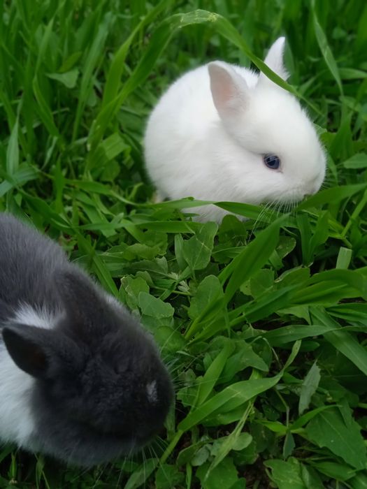 Кролик Декартивный