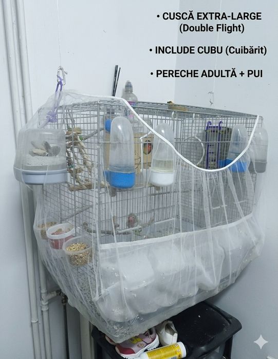 Papagali amorezi cu pui