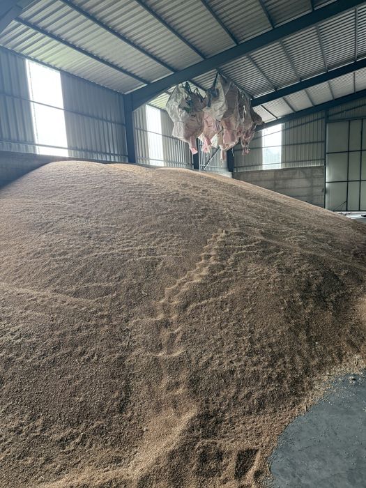 Porumb, Grau, ovaz productia 2025