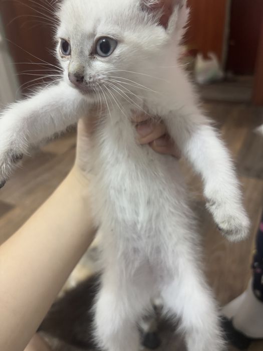 раздаем котиков бесплатно