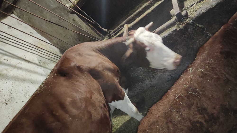 Vând vacă și vițel